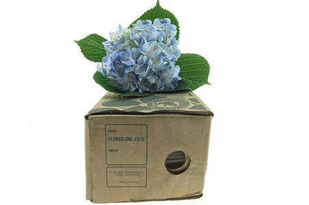 Hortenzia Blue 60 cm Hortenzia Blue 60 cm – produkt Uviažto