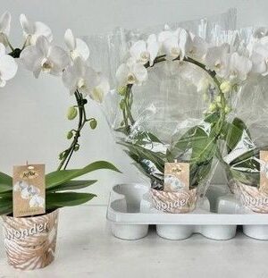 Orchidea Phalaenopsis White Mirrorbow – produkt Uviažto