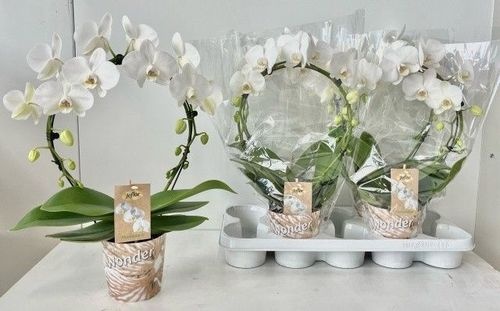 ae99f87c-4b3c-41a3-8ade-f956067aaefe Orchidea Phalaenopsis White Mirrorbow – produkt Uviažto