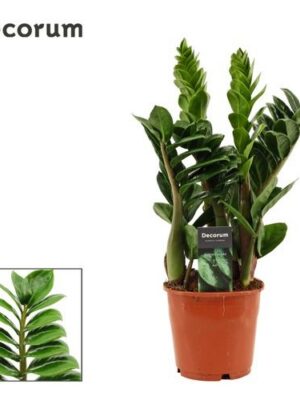 Zamioculcas Zenzi 4+ – produkt Uviažto