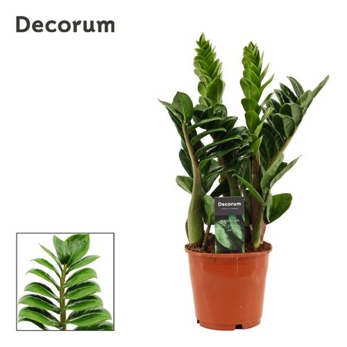Zamioculcas Zenzi 4+ – produkt Uviažto