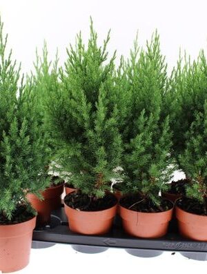 Juniperus Stricta – produkt Uviažto