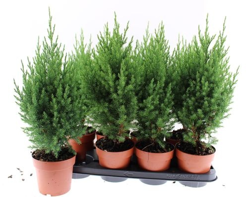 c046f33e-b2b9-49b2-bafb-96f86f907111 Juniperus Stricta – produkt Uviažto