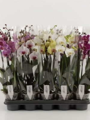 Orchidea Phalaenopsis Mix 4 stonky Compact – produkt Uviažto