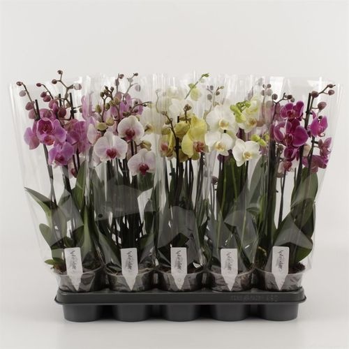 c167a83f-c667-4650-a7a4-01e1756ed3f9-1 Orchidea Phalaenopsis Mix 4 stonky Compact – produkt Uviažto