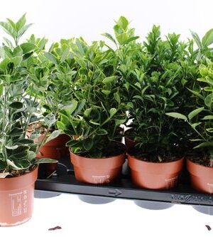 Euonymus Japonicus Mix – produkt Uviažto