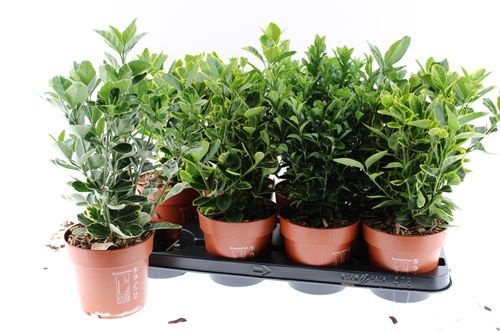 Euonymus Japonicus Mix – produkt Uviažto