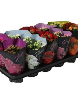 Kalanchoe Double Mix Goodie Deluxe – produkt Uviažto