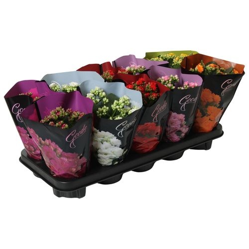 ca829556-27e8-44df-8316-2d0b353c44bf-2 Kalanchoe Double Mix Goodie Deluxe – produkt Uviažto