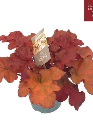 Heuchera Indian Summer Red – produkt Uviažto