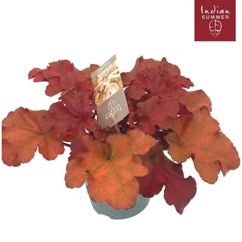 d60cbfb8-f3c3-47f5-9e1c-427c60c5ece9 Heuchera Indian Summer Red – produkt Uviažto
