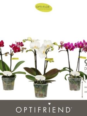 Orchidea Phalaenopsis Optifriend Mix 2 stonky – produkt Uviažto