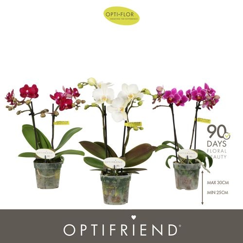 e6a82228-00b8-4605-a41e-39085b8c396b Orchidea Phalaenopsis Optifriend Mix 2 stonky – produkt Uviažto
