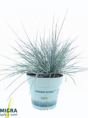Festuca Compacta Blue – produkt Uviažto
