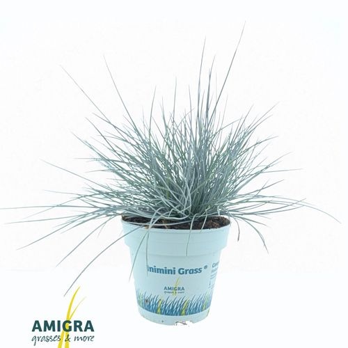 f25e33af-fec7-48a3-af65-9a40569c8f39-1 Festuca Compacta Blue – produkt Uviažto