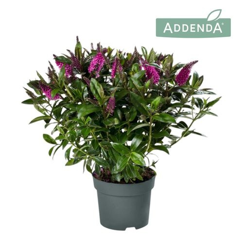 ff722d9c-08a2-45f0-befc-1d8495510031 Hebe Addenda Donna Pink – produkt Uviažto