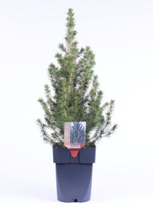 Picea Glauca Conica – produkt Uviažto