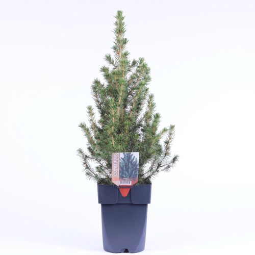 Picea Glauca Conica Picea Glauca Conica – produkt Uviažto