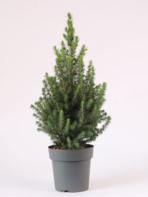 Picea Glauca Perfecta – produkt Uviažto