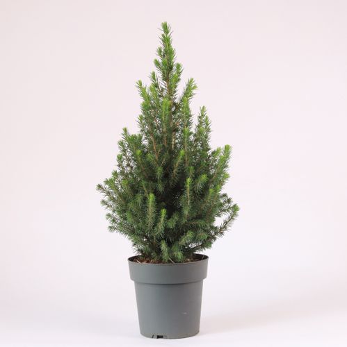 Picea Glauca Perfecta Picea Glauca Perfecta – produkt Uviažto