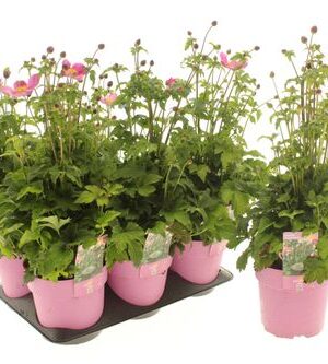 Anemone Emmy Deep Rose – produkt Uviažto