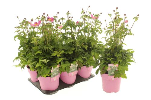 Anemone Emmy Deep Rose Anemone Emmy Deep Rose – produkt Uviažto