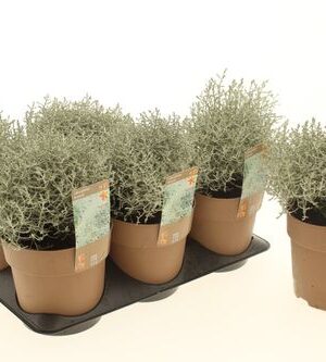 Calocephalus Brownii – produkt Uviažto