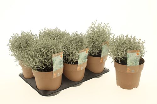 Calocephalus Brownii Calocephalus Brownii – produkt Uviažto